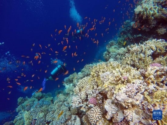  10月2日，人們?cè)诎＜拔髂伟雿u達(dá)哈布藍(lán)洞內(nèi)的珊瑚旁深潛。新華社記者 隋先凱 攝