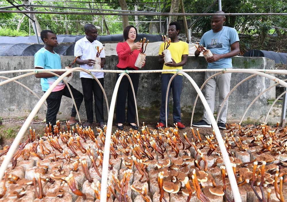 2021年8月12日，福建農(nóng)林大學(xué)國(guó)家菌草工程技術(shù)研究中心副主任林冬梅（中）為非洲留學(xué)生講解菌草鹿角靈芝的栽培情況。新華社記者 林善傳 攝