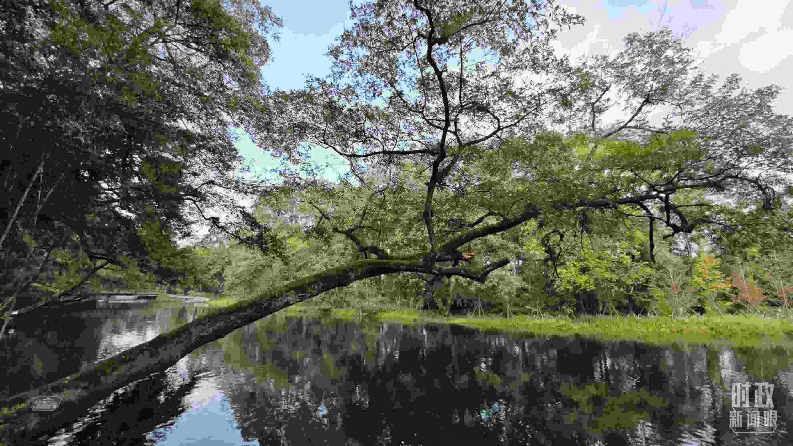 △饒河源國(guó)家濕地公園。（總臺(tái)央視記者郁振一拍攝）