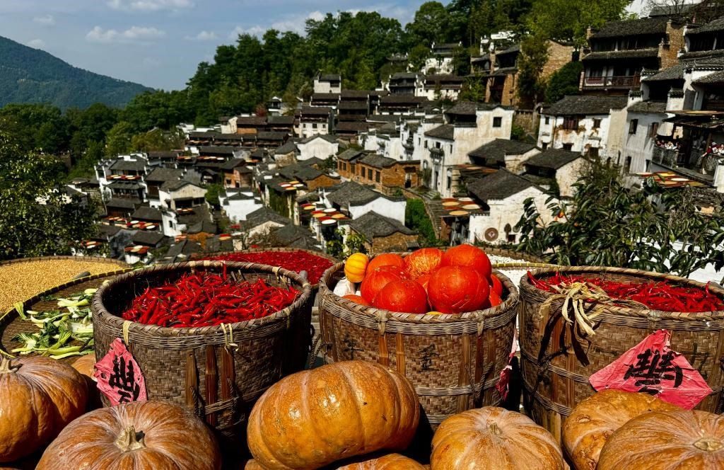 近日拍攝的江西省上饒市婺源縣篁嶺村曬秋畫面。新華社記者 胡晨歡 攝
