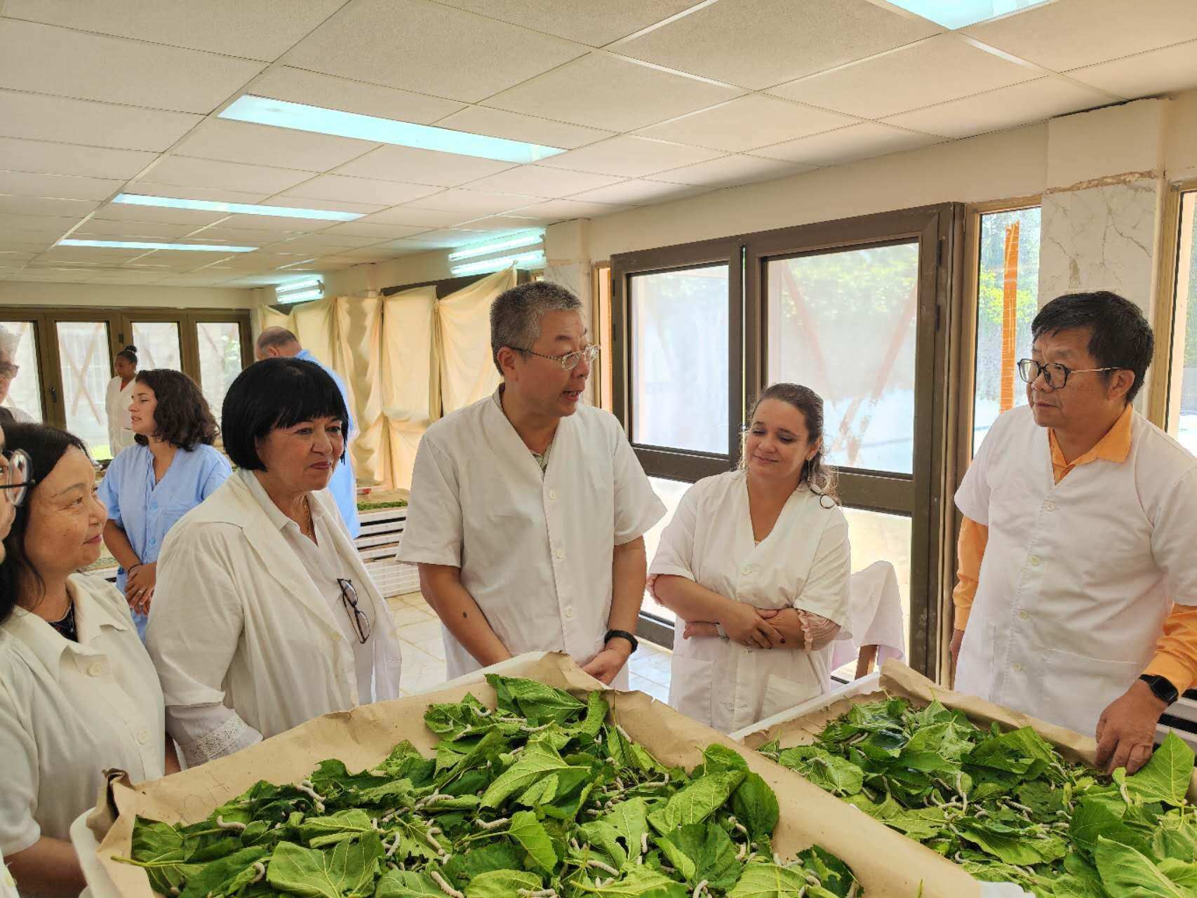 2023年5月23日，中國駐古巴大使馬輝考察古中蠶?？萍己献髦行?。來源：中國駐古巴大使館官網(wǎng)