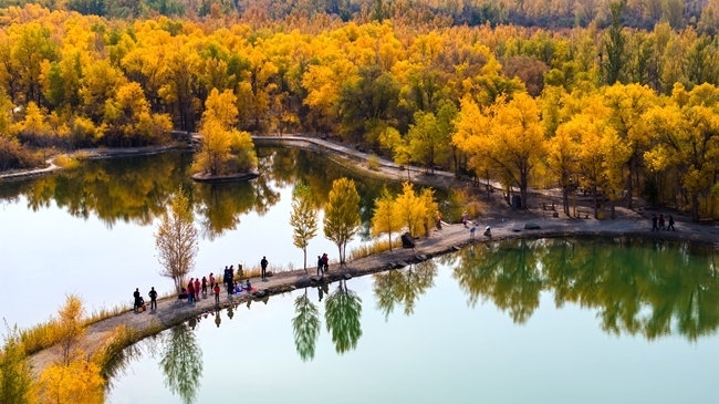 胡楊林金碧耀眼。蘭州局集團(tuán)公司融媒體中心供圖