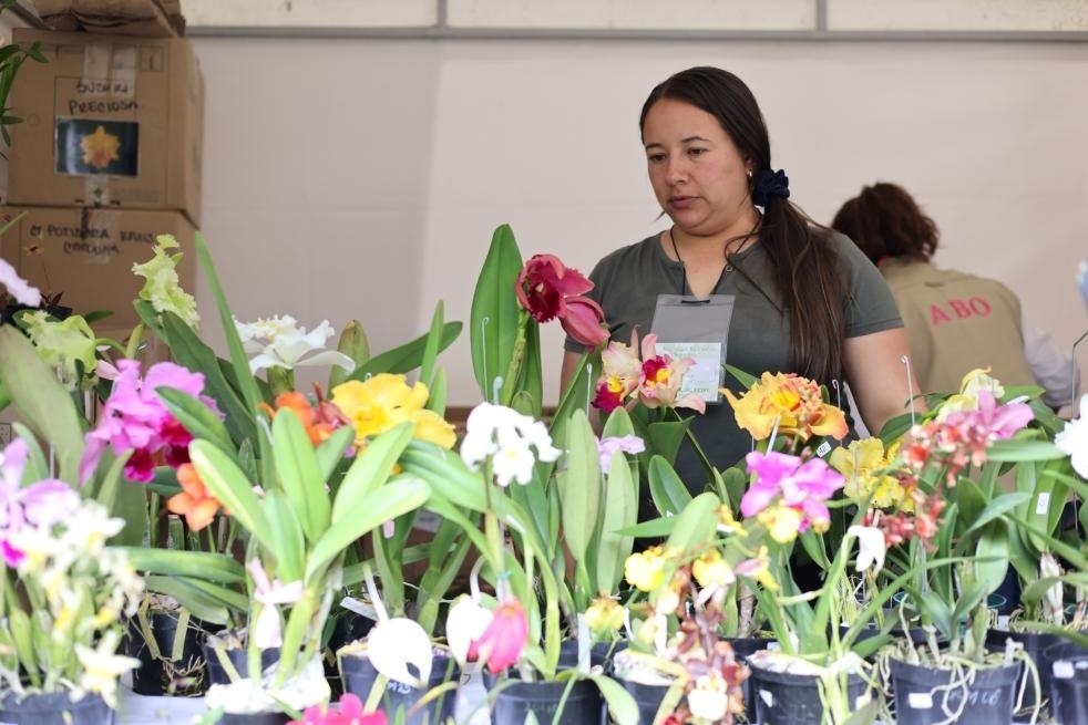 9月14日至17日，哥倫比亞首都波哥大舉辦蘭花展。