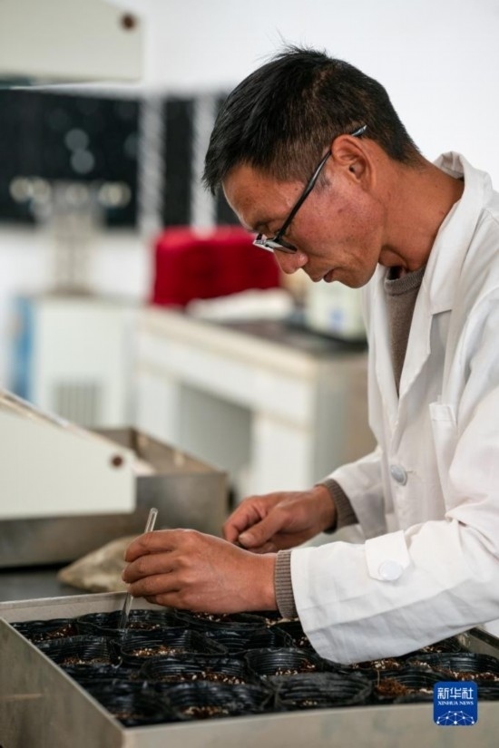 技術員田連通在實驗室播種太空種子（4月3日攝）。