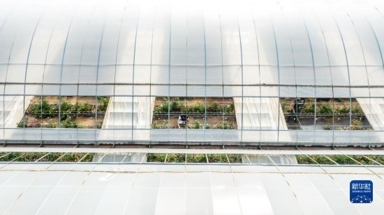 云南省安寧市現(xiàn)代農(nóng)業(yè)園區(qū)玫瑰種植示范園一景（無人機照片，10月20日攝）。