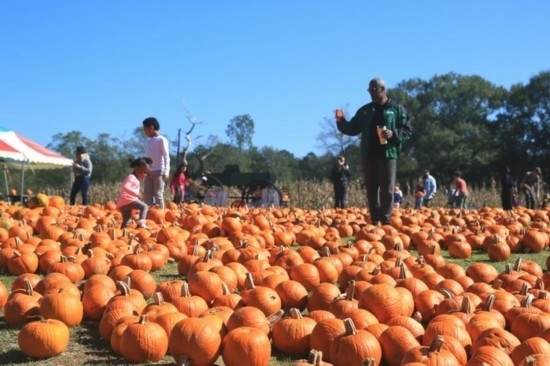  2020年10月31日，在美國新奧爾良市，人們在南瓜農(nóng)場里玩耍。新華社發(fā)（魏蘭攝）