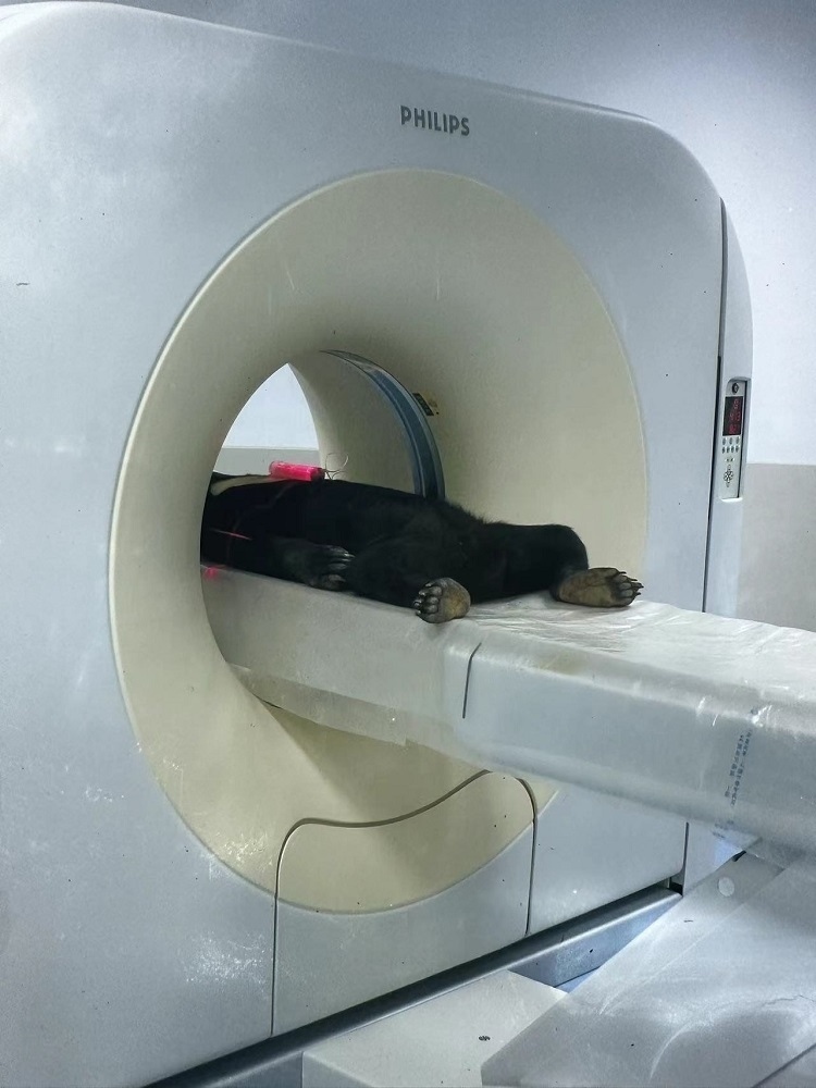 長(zhǎng)隆野生動(dòng)物世界的動(dòng)物醫(yī)院內(nèi)，馬來(lái)熊在做核磁共振檢查。人民網(wǎng)記者 李舫攝