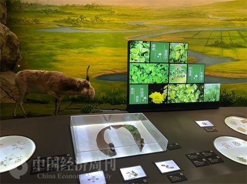  （中醫(yī)藥博物館展出的各類中藥材令人應(yīng)接不暇。中國(guó)經(jīng)濟(jì)周刊記者 郭志強(qiáng) 攝）