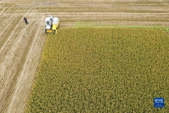 11月4日，在南通市通州區(qū)十總鎮(zhèn)育民村農(nóng)場，一臺設(shè)置好參數(shù)的無人收割機在工作中（無人機照片）。