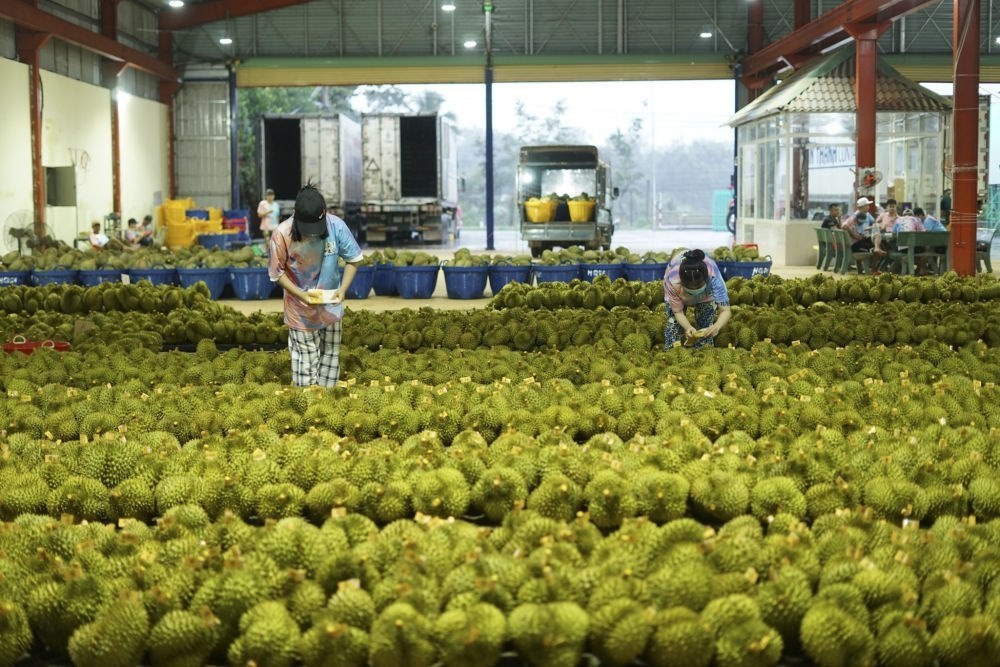 2023年9月15日，在越南多樂(lè)省一家榴蓮加工廠，工人在給即將出口到中國(guó)的榴蓮包裝貼牌。隨著《區(qū)域全面經(jīng)濟(jì)伙伴關(guān)系協(xié)定》紅利釋放，中國(guó)—東盟貿(mào)易規(guī)模進(jìn)一步擴(kuò)大。越來(lái)越多東盟國(guó)家的優(yōu)質(zhì)水果便捷地進(jìn)入中國(guó)市場(chǎng)，走上消費(fèi)者的餐桌。