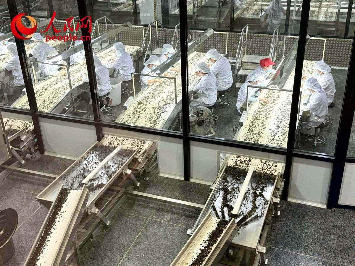 工人在對(duì)茶葉進(jìn)行目視揀剔。人民網(wǎng)記者 劉微攝
