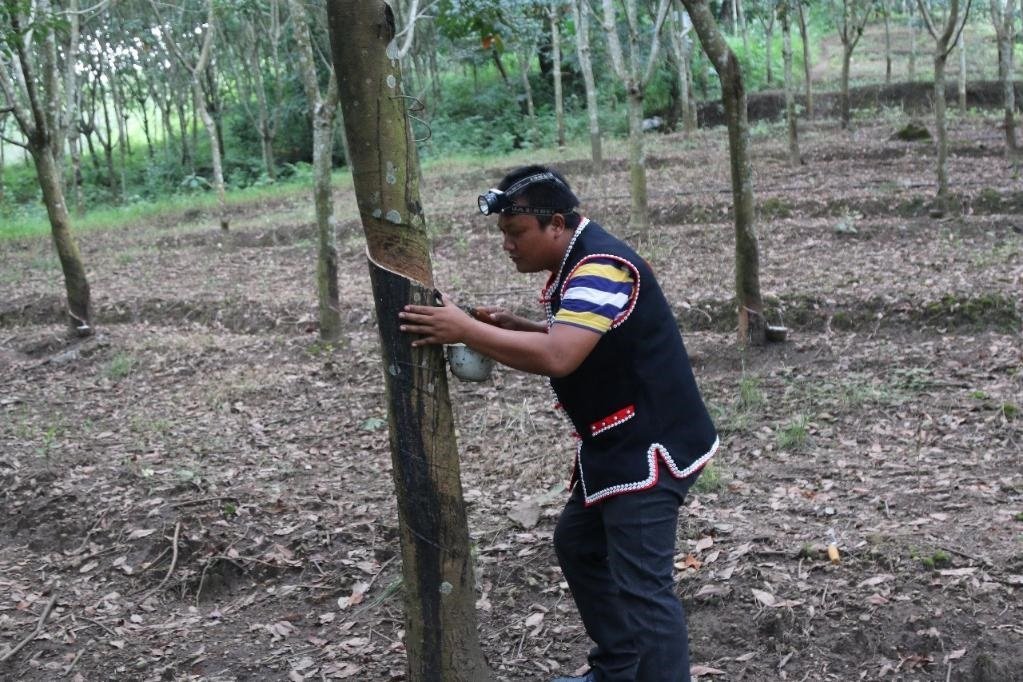 2017年10月，云南省永德縣團(tuán)樹村佤族膠農(nóng)蔣文富在割膠