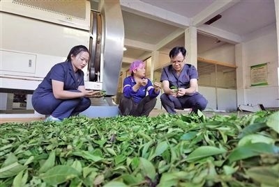  圖③：蒼梧法院六堡法庭法官深入茶企了解企業(yè)生產(chǎn)經(jīng)營(yíng)情況。