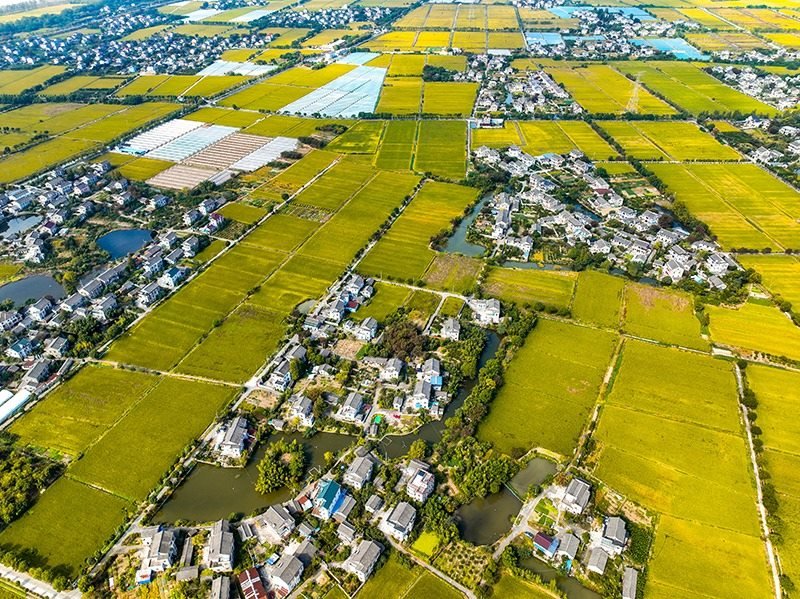 2023年10月22日，浙江海寧市黃灣鎮(zhèn)，金秋時節(jié)，金黃色的稻田與美麗鄉(xiāng)村構(gòu)成一幅寧靜祥和的畫卷。