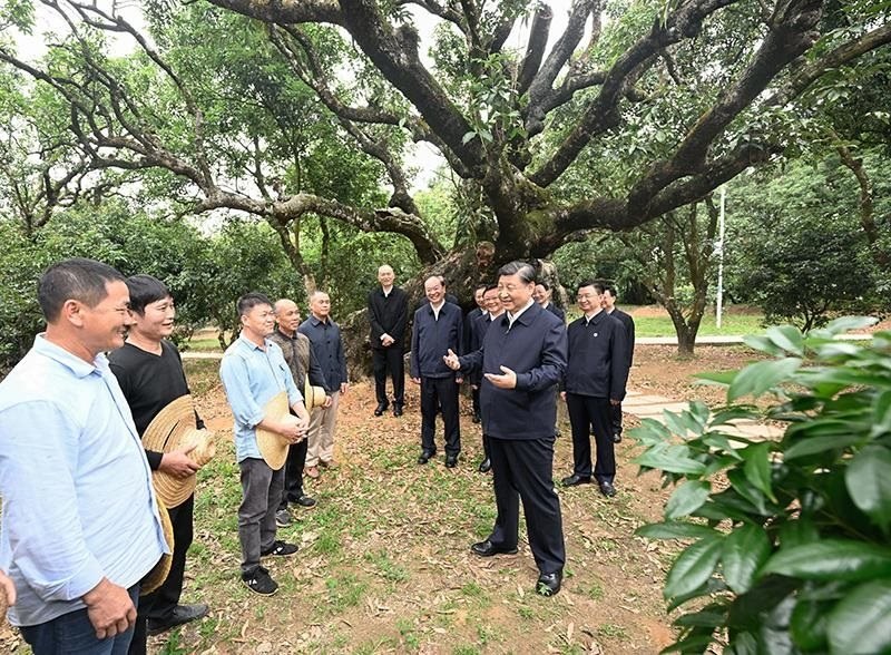 2023年4月11日，習(xí)近平總書記在廣東茂名柏橋村荔枝種植園，同現(xiàn)場技術(shù)人員親切交流。