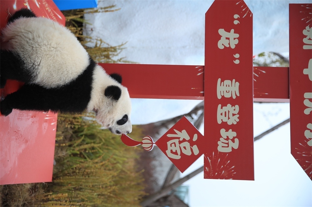 2023級(jí)新生大熊貓寶寶賀新春