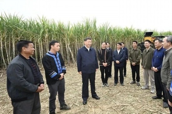 2023年12月14日，習(xí)近平總書記在廣西來賓市國家現(xiàn)代農(nóng)業(yè)產(chǎn)業(yè)園黃安優(yōu)質(zhì)“雙高”糖料蔗基地考察。