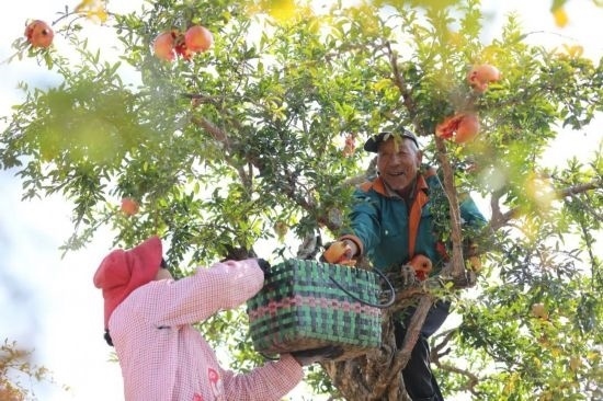 紅彤彤的石榴掛滿枝頭，農(nóng)戶們穿梭在林中采摘，享受著豐收的喜悅。