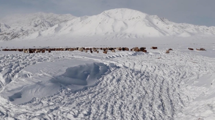 蒙古國近日發(fā)生雪災(zāi)。圖片來源：蒙政府網(wǎng)站