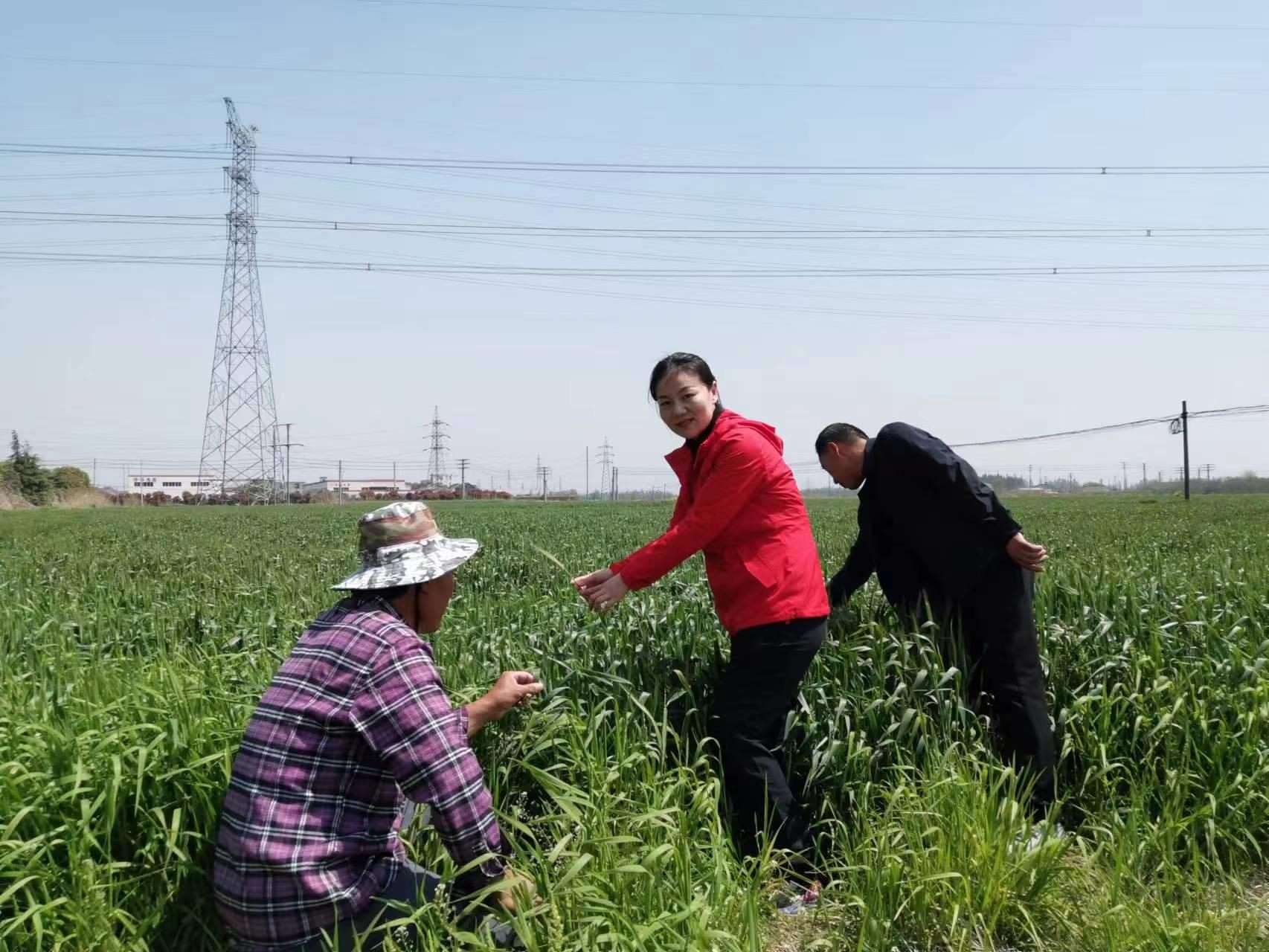 魏巧在田間察看農(nóng)作物長勢。