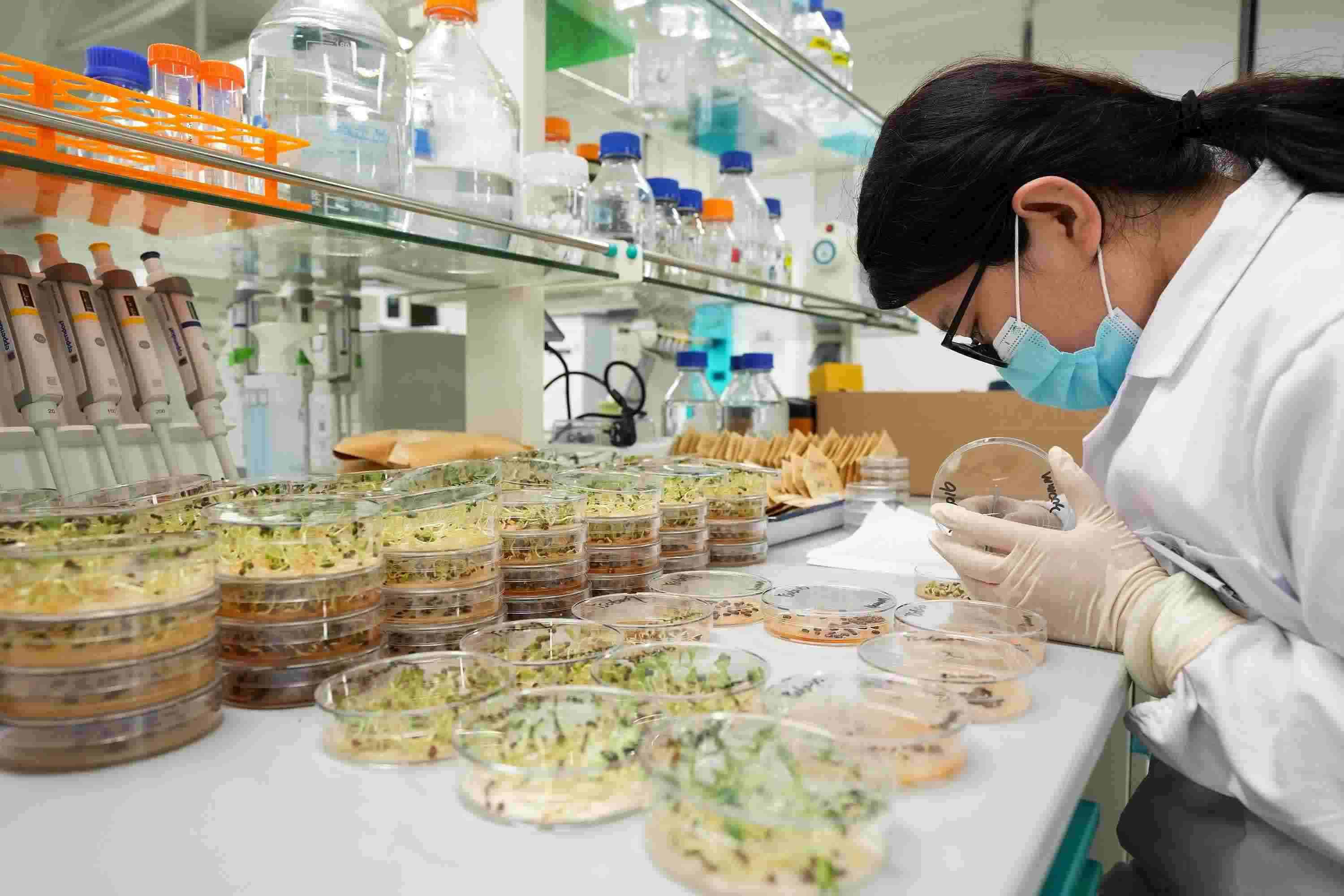 △ 海南三亞崖州灣科技城的崖州灣種子實(shí)驗(yàn)室，科研人員正在觀(guān)察種子樣本。