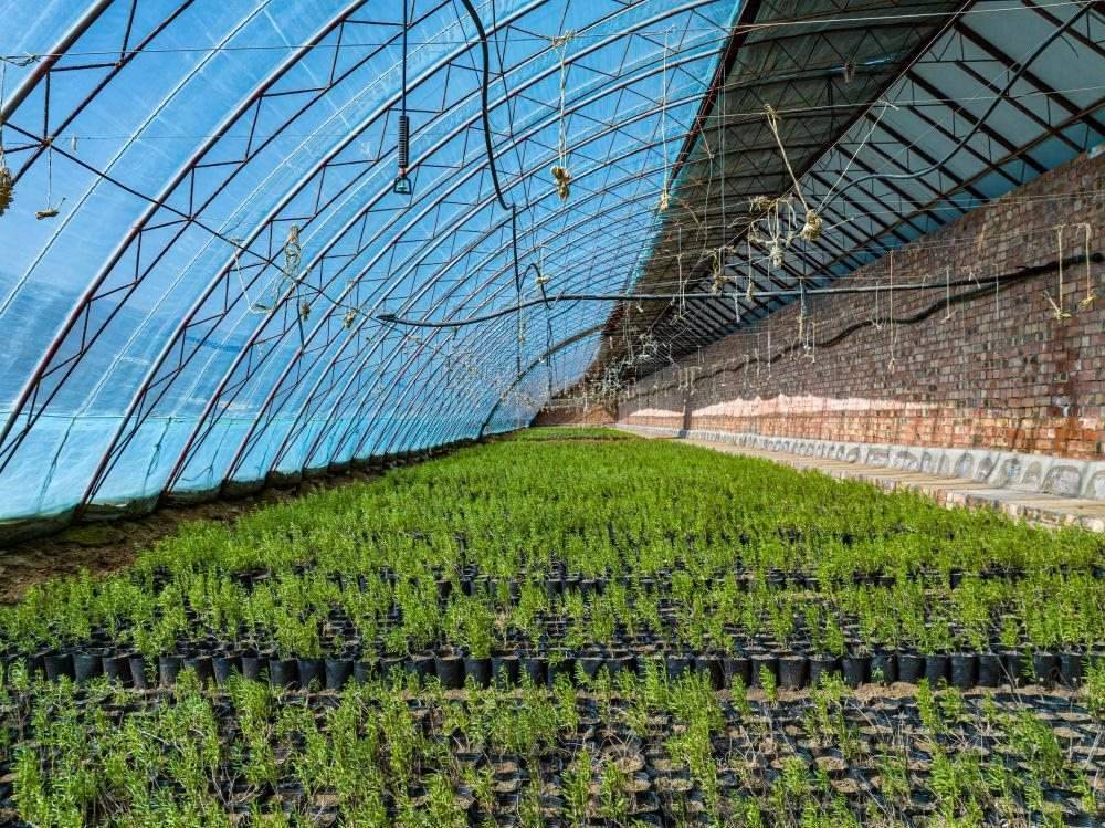 △內(nèi)蒙古一苗圃正在育苗。今年內(nèi)蒙古將投資2200萬元保障“三北”工程種苗供應(yīng)，助力打好“三北”工程攻堅戰(zhàn)。