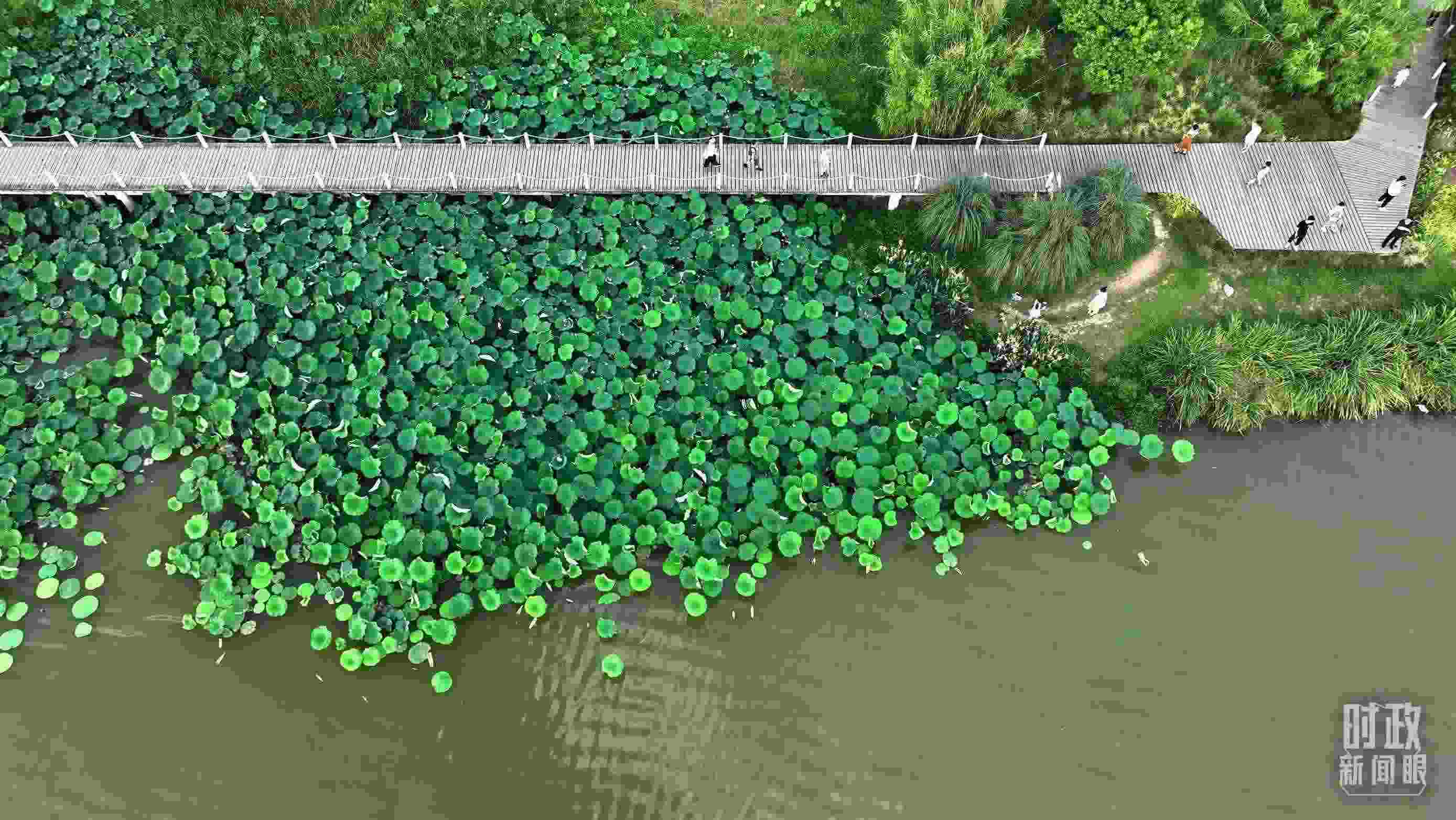 △陜西漢中天漢濕地公園內(nèi)，游人穿行，荷影婆娑。（總臺記者劉海濤拍攝）