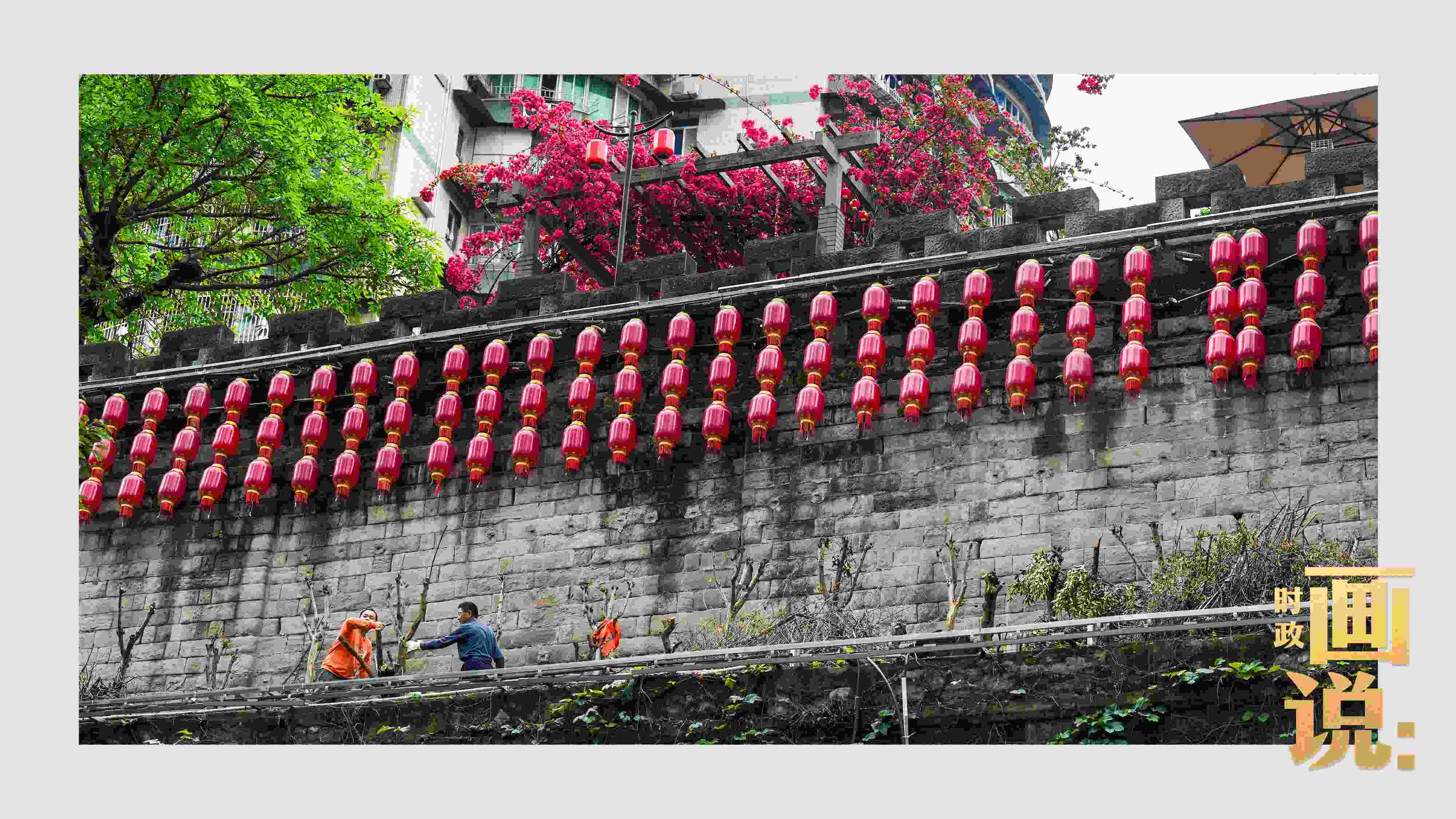 △盛放的三角梅下，園林工人修剪著古老通遠(yuǎn)門城墻上的一抹新綠。