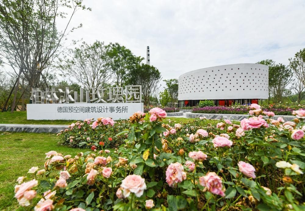 這是2024年4月22日拍攝的成都世園會(huì)主會(huì)場(chǎng)德國(guó)柏林冰山玫瑰園。新華社記者 王曦 攝