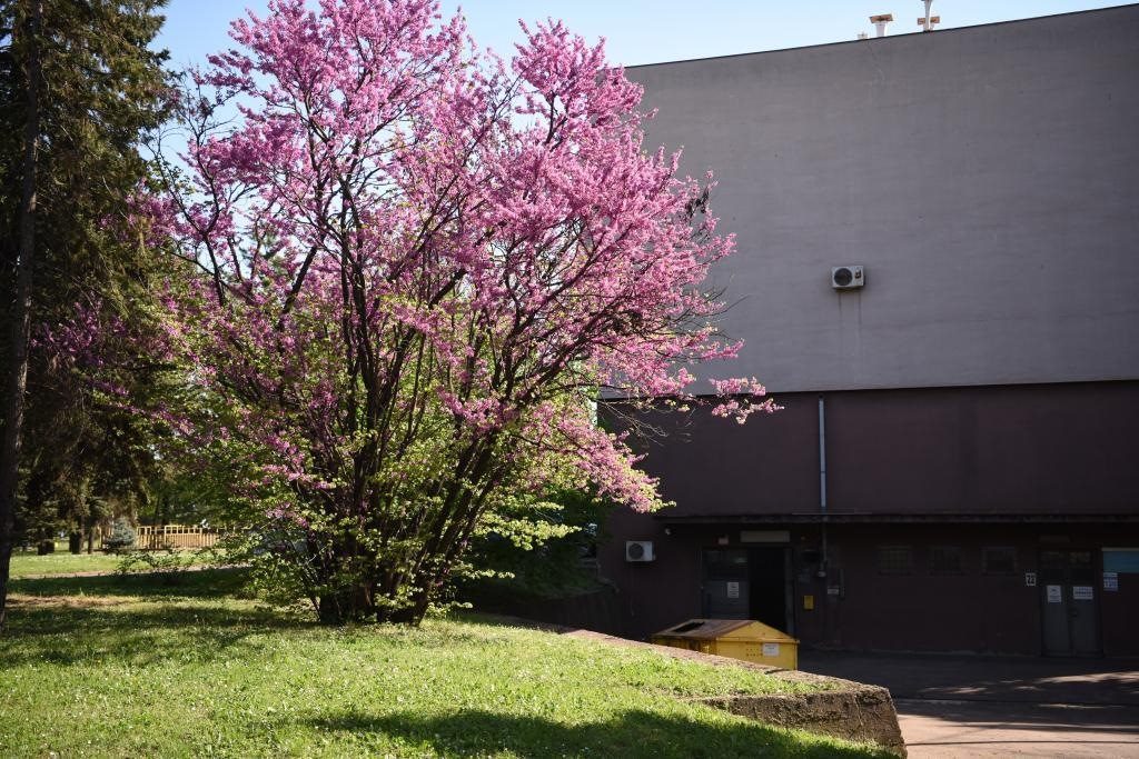 斯梅戴雷沃鋼廠里盛開的南歐紫荊花。