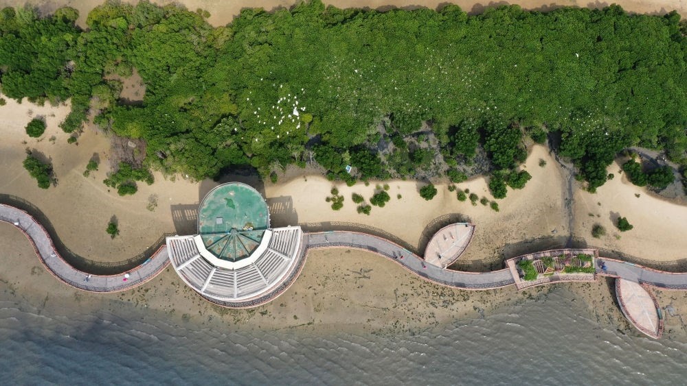 俯瞰廣東湛江市區(qū)海邊的紅樹(shù)林（2023年5月25日攝，無(wú)人機(jī)照片）。