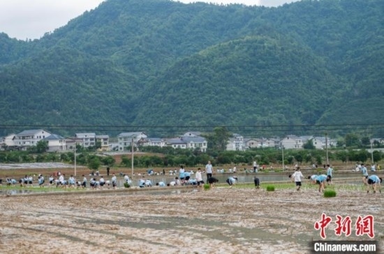 圖為5月21日，綏陽縣旺草中學(xué)學(xué)生在旺草萬畝大壩體驗(yàn)插秧。唐哲 攝