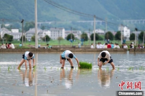 圖為5月21日，綏陽縣旺草中學(xué)學(xué)生在旺草萬畝大壩體驗(yàn)插秧。唐哲 攝