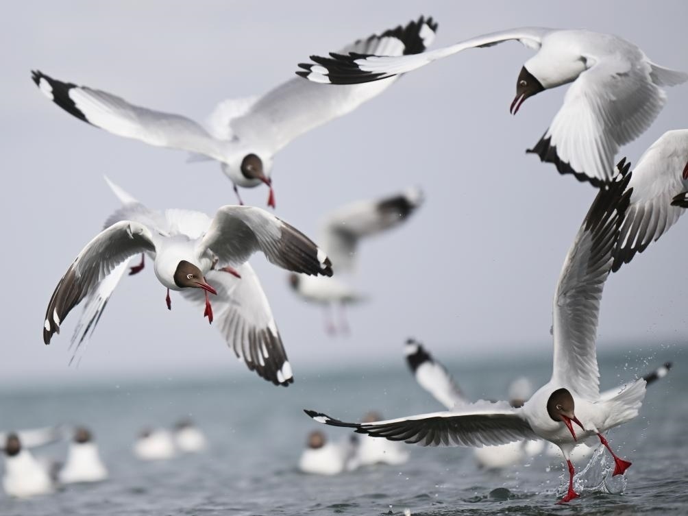 這是2023年4月13日在青海湖拍攝的棕頭鷗。新華社記者 張龍 攝