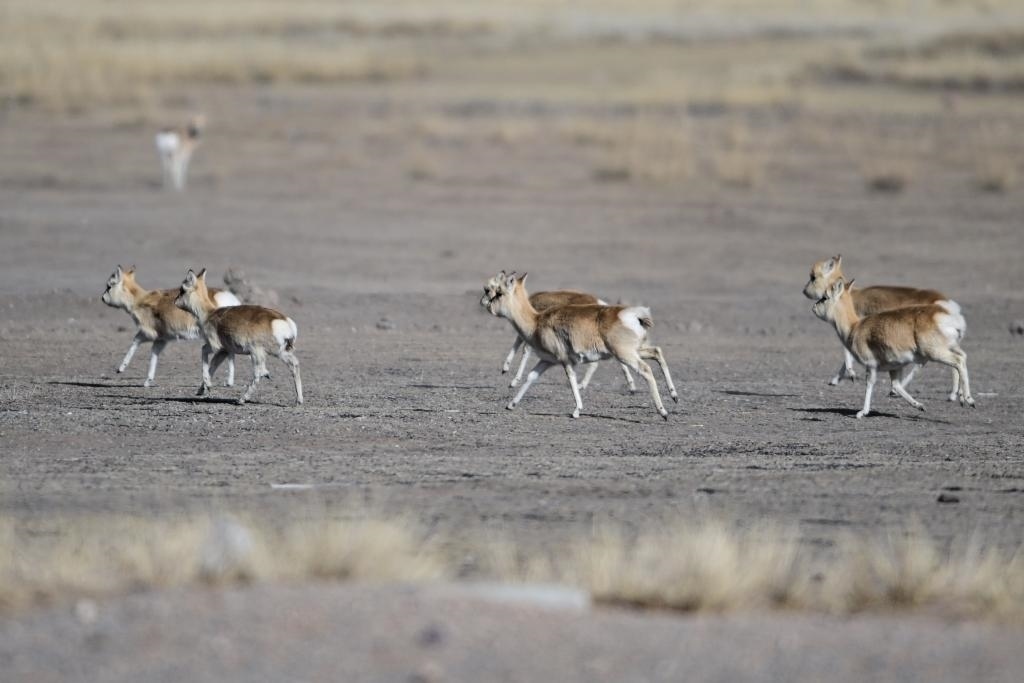 這是1月24日在青海省海北藏族自治州剛察縣哈爾蓋鎮(zhèn)境內(nèi)的草原上拍攝的普氏原羚。新華社記者 張龍 攝