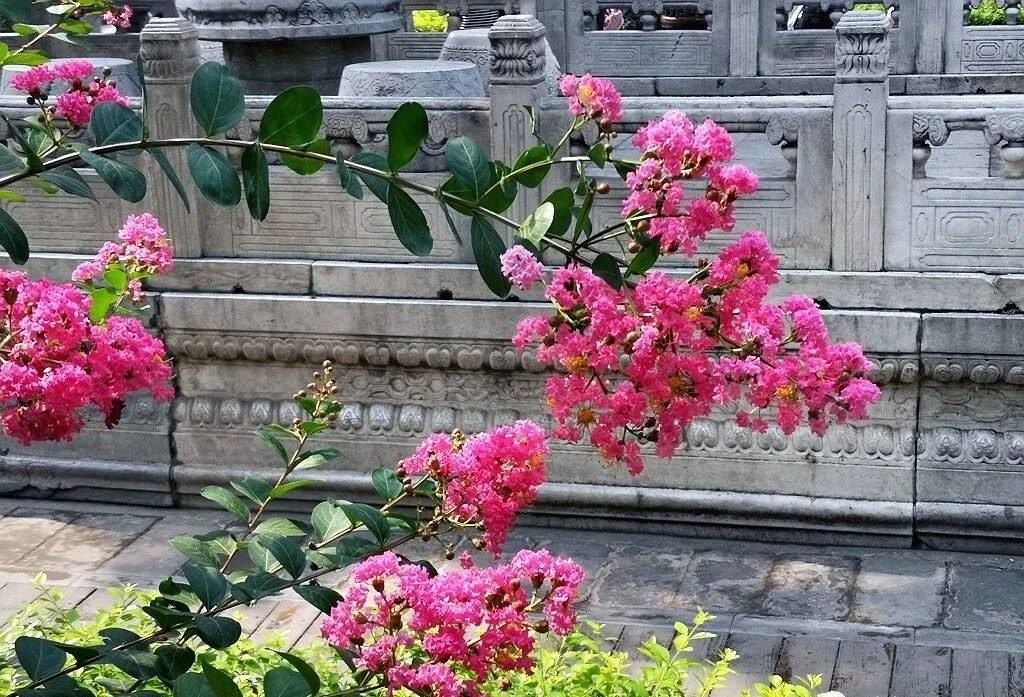 夏天的故宮一角。故宮博物院供圖