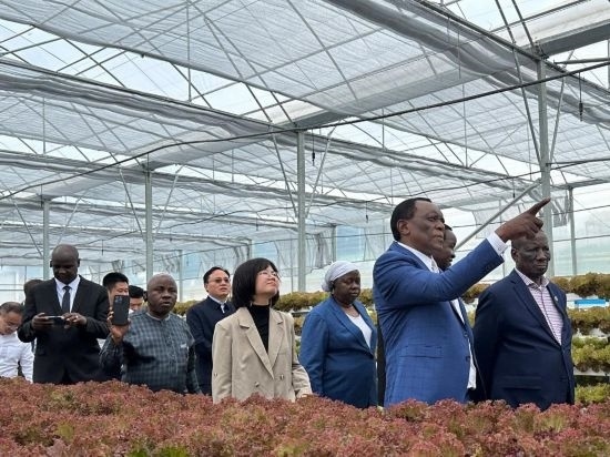 使節(jié)團(tuán)考察貴州省清鎮(zhèn)駱家橋蔬菜保供基地的無土栽培溫室。新華社記者 袁睿 攝