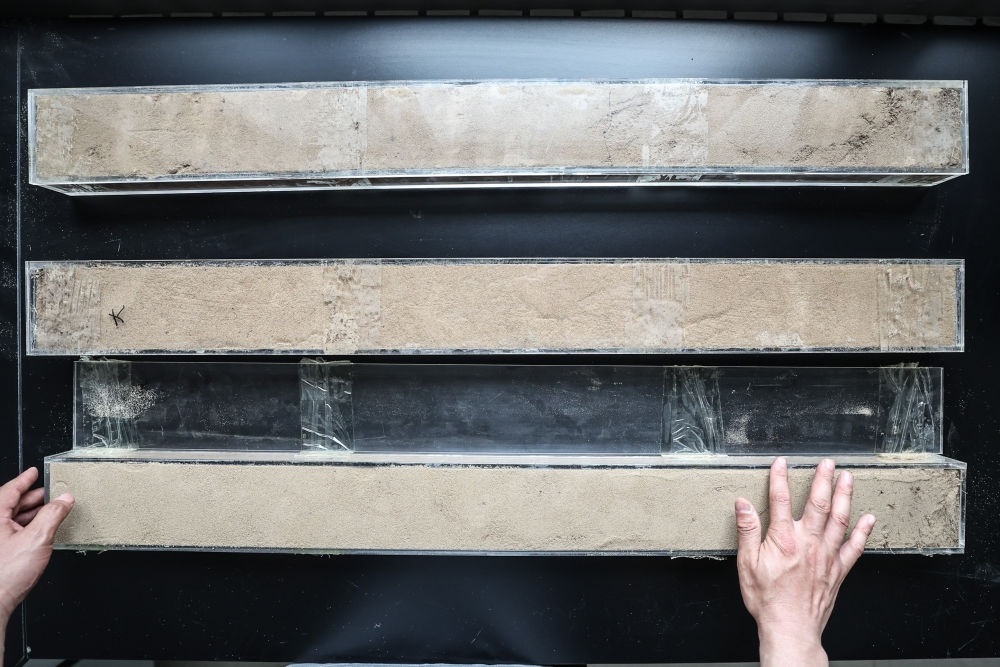 “草根博士”呂林有在遼寧省農(nóng)業(yè)科學(xué)院沙地治理與利用研究所章古臺基地實(shí)驗(yàn)室整理提取的沙地土壤剖面樣本（2024年5月30日攝）。新華社記者 潘昱龍 攝