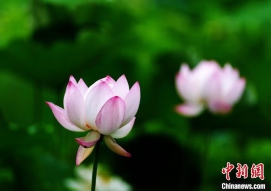 6月19日，時值一年畢業(yè)季，四川大學(xué)望江校區(qū)荷花池里的荷花盛開，成為了畢業(yè)生們的打卡圣地，吸引了眾多畢業(yè)生拍照留念。圖為盛開的荷花。中新社記者 安源 攝