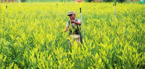 村民在位于山西省大同市云州區(qū)唐家堡村的大同黃花有機標準化種植基地內(nèi)采摘黃花（資料照片）楊晨光攝 / 本刊