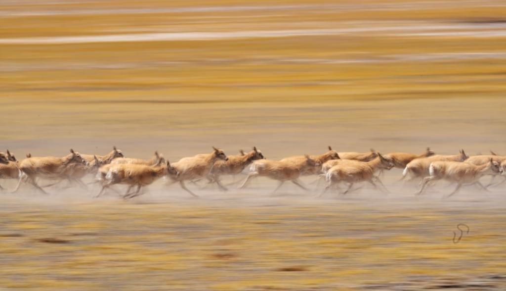 2024年6月13日，在羌塘國(guó)家級(jí)自然保護(hù)區(qū)，遷徙中的藏羚羊奔跑起來(lái)。新華社記者費(fèi)茂華攝