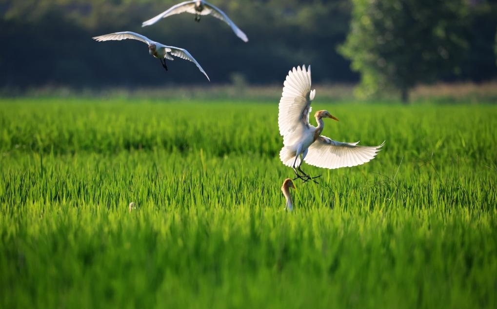2023年8月7日，鷺鳥(niǎo)在山東省臨沂市郯城縣郯城街道水稻田間飛舞。新華社發(fā)（張春雷 攝）