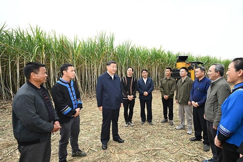 2023年12月14日，習(xí)近平總書記在廣西來賓市國家現(xiàn)代農(nóng)業(yè)產(chǎn)業(yè)園黃安優(yōu)質(zhì)“雙高”糖料蔗基地考察時(shí)，同蔗農(nóng)、農(nóng)機(jī)手和農(nóng)技人員親切交流。
