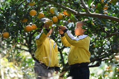 貴州黃平縣小朋友在校外勞動(dòng)實(shí)踐基地采摘柑橘。
