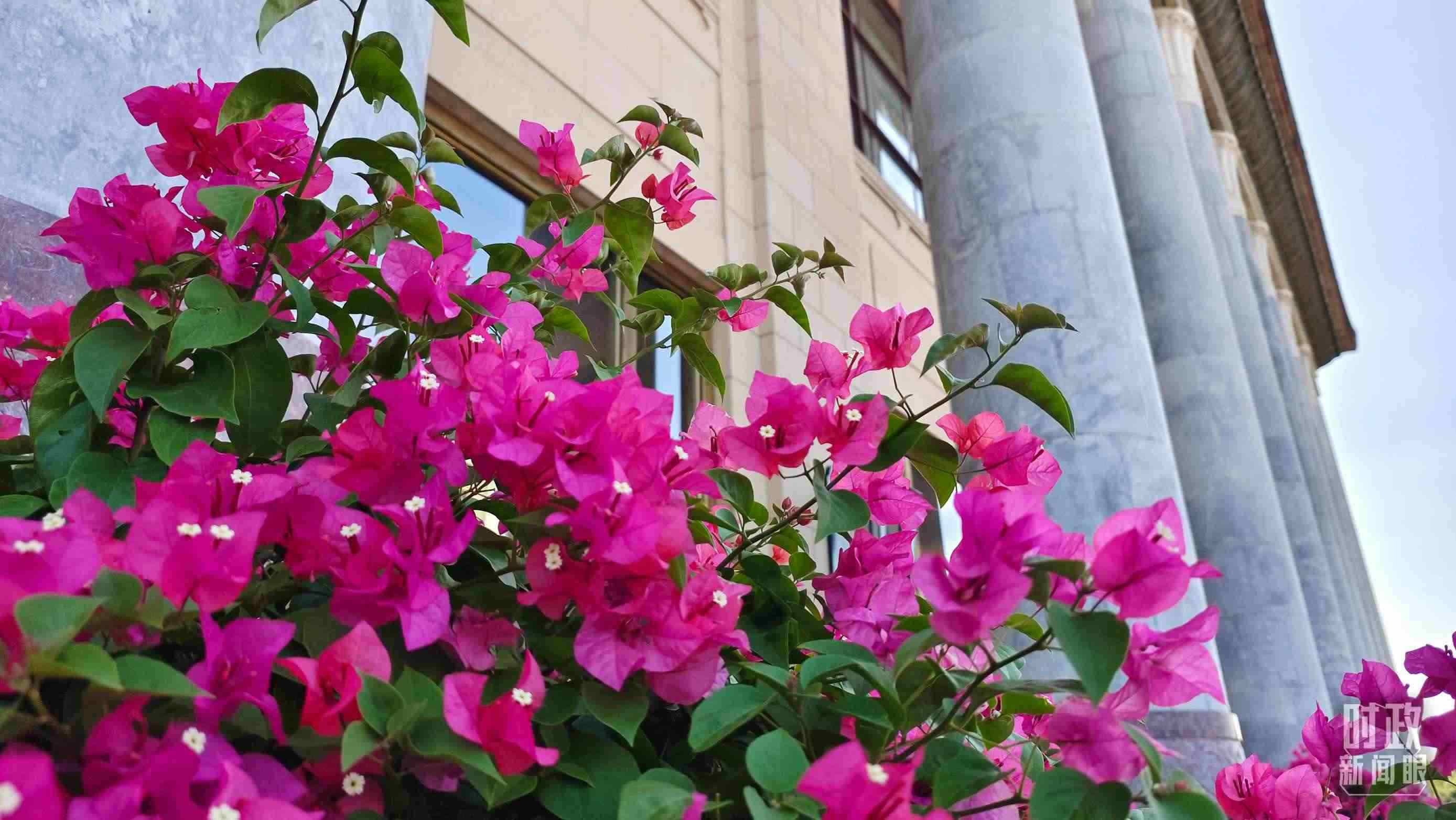 △人民大會堂外花團錦簇。（總臺央視記者韓銳拍攝）