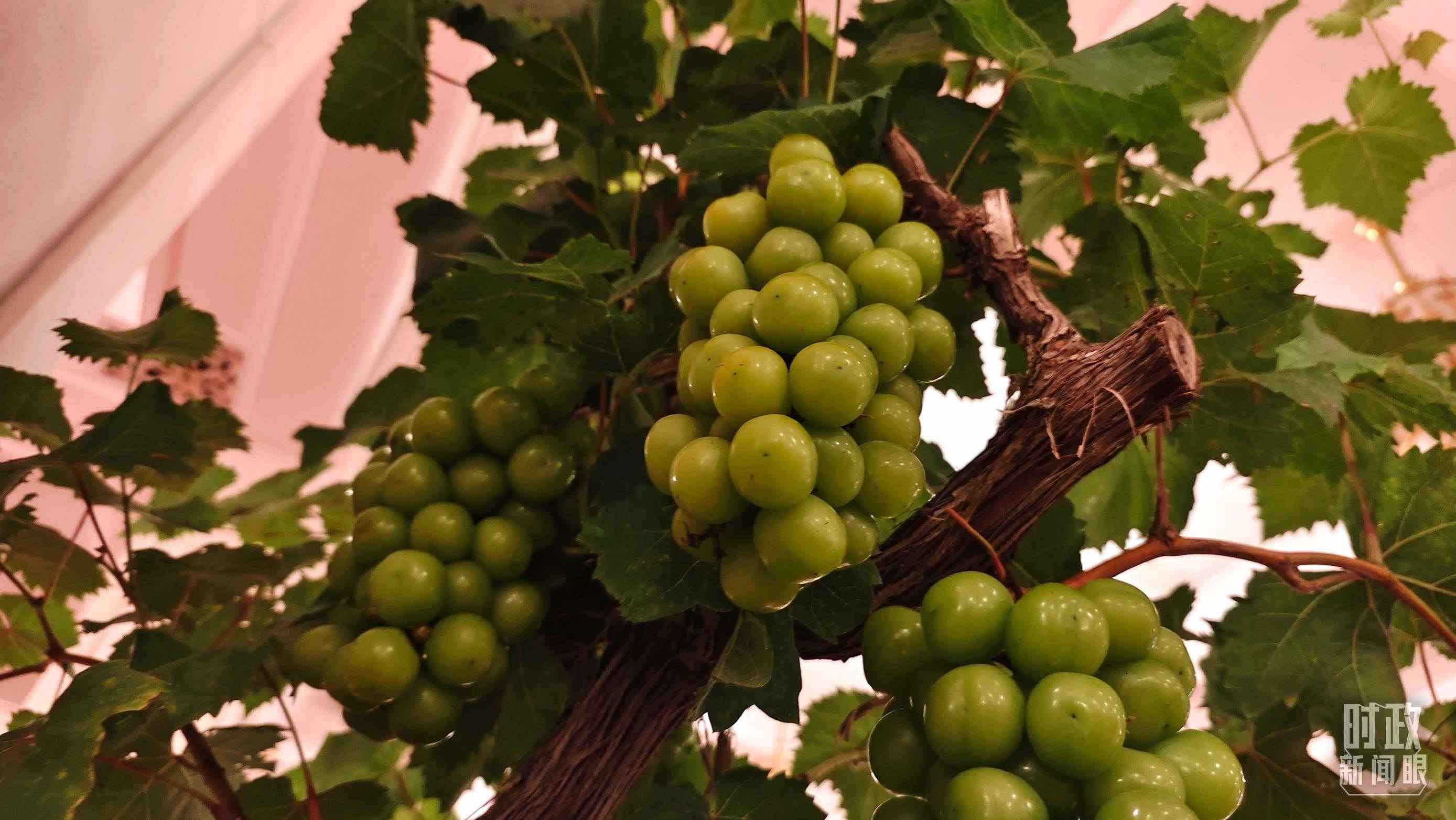  △人民大會(huì)堂的盆景，碩果累累。（總臺(tái)央視記者韓銳拍攝）