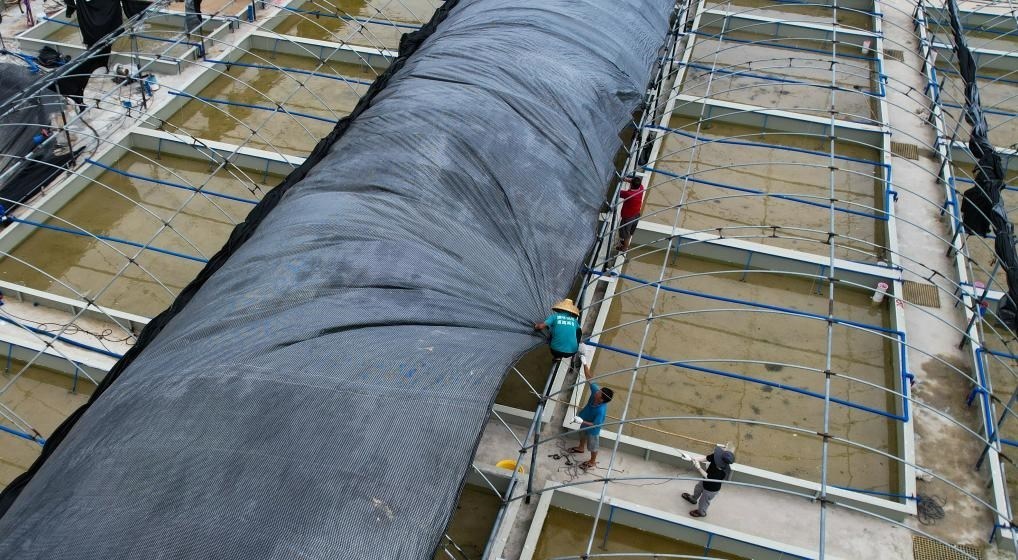 在文昌市翁田鎮(zhèn)的海興農翁田蝦苗場，工人重新鋪設頂棚。無人機照片，新華社記者楊冠宇 攝