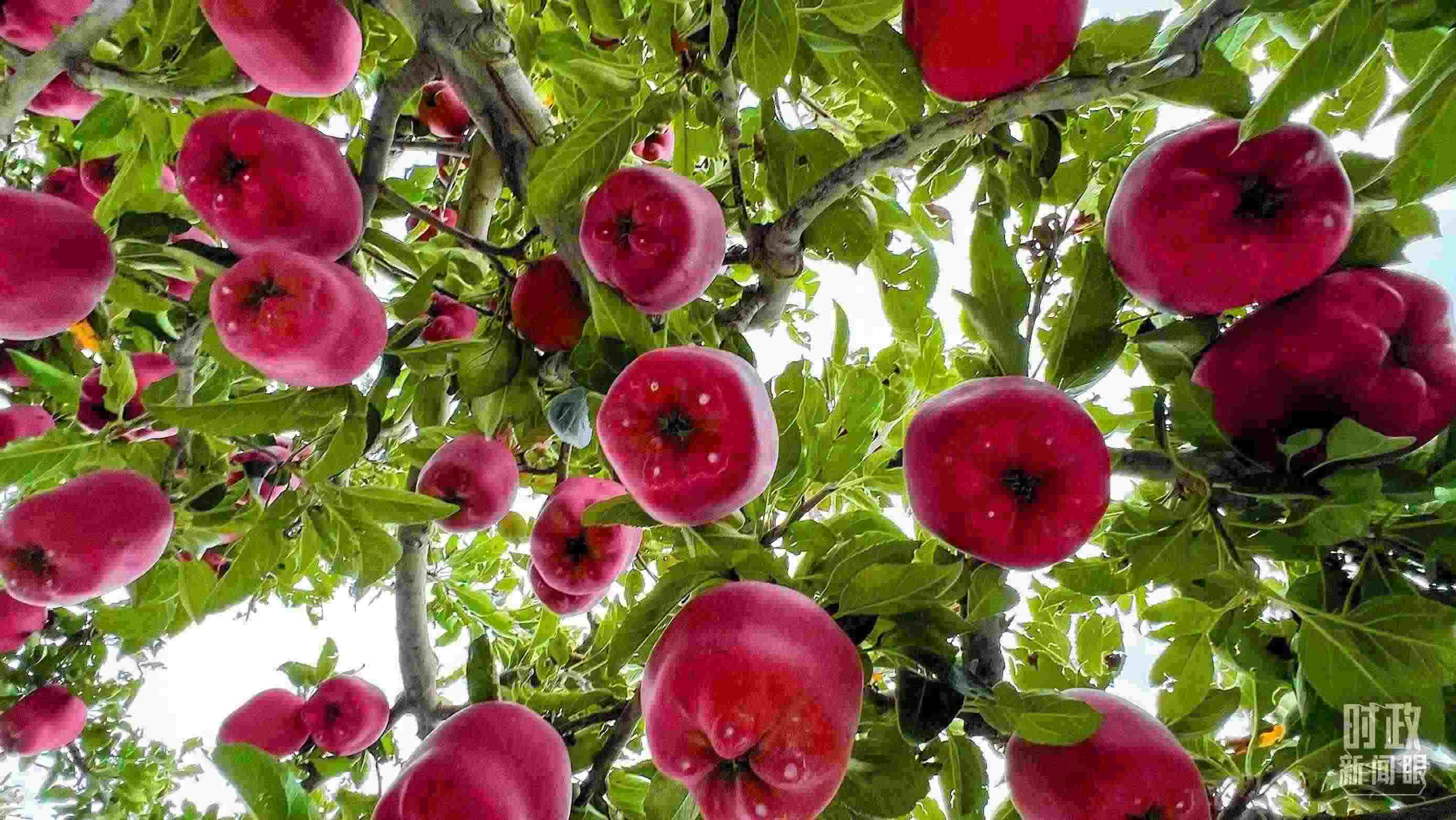 △ 麥積區(qū)南山花牛蘋果基地。（總臺(tái)央視記者程鋮拍攝）