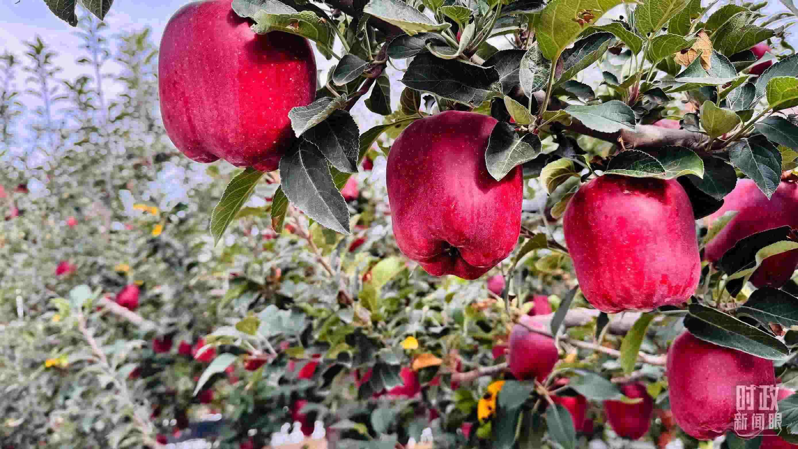 △ 麥積區(qū)南山花牛蘋果基地。（總臺(tái)央視記者黎兵拍攝）