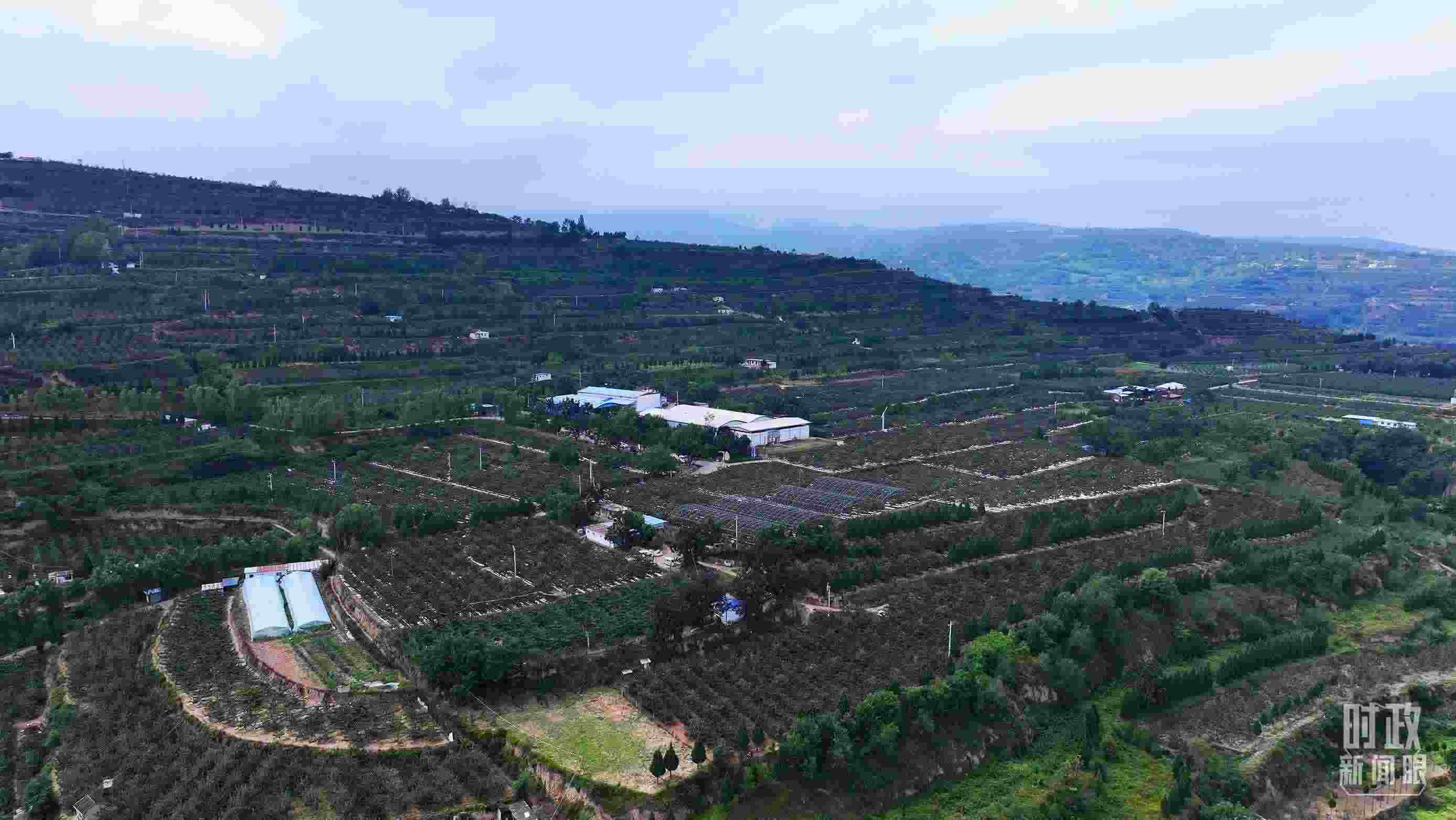 △ 麥積區(qū)南山花牛蘋果基地。（總臺(tái)央視記者范凱拍攝）